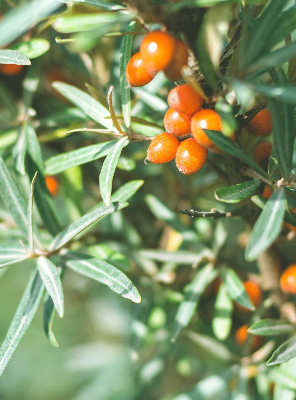 Darstellung von Sanddorn