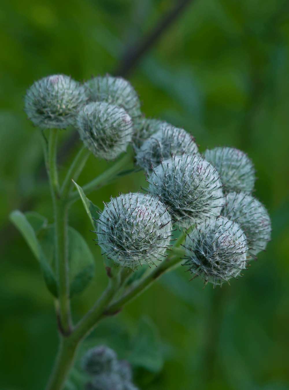 Darstellung von Klettenwurzel