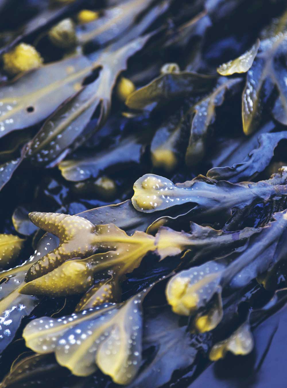 Darstellung von Meerestang