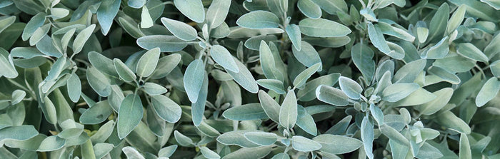 Die Salbei hilft wirklich bei Allerlei!