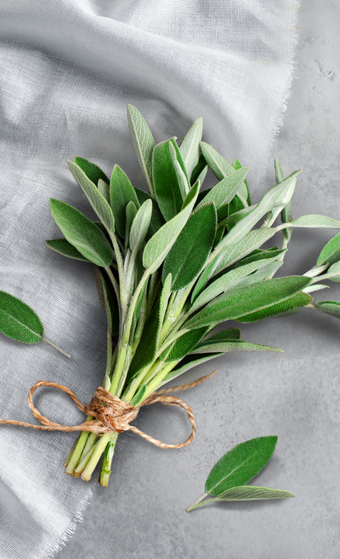 8 Dinge, die die meisten nicht über Salbei wissen