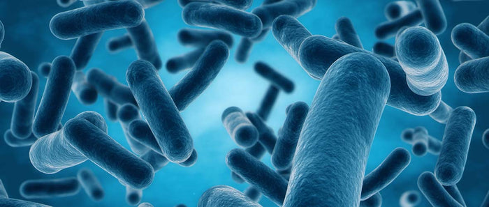 Was ist eigentlich… präbiotische und probiotische Kosmetik?