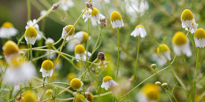 RAUSCH holt dritten Platz am Kreuzlinger Nachhaltigkeitspreis