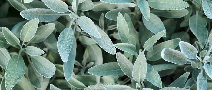 Salbei im Garten: Tipps und Tricks vom Kräuterprofi